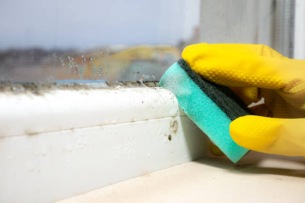 Mold Odor Removal Services in Roosevelt, NY